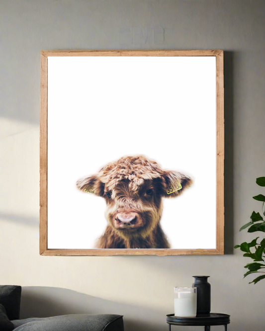 Baby Highland Calf