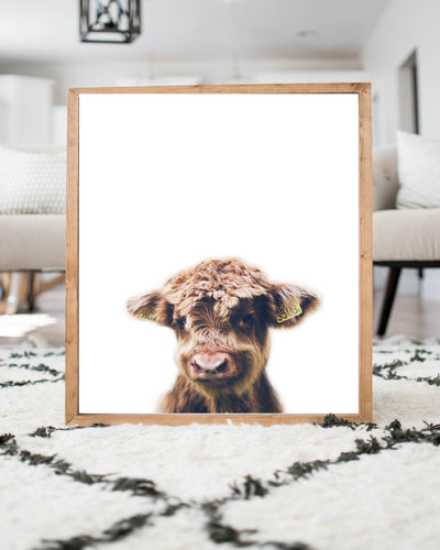 cute baby highland cow calf print